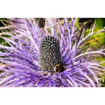 Natural Milk Thistle